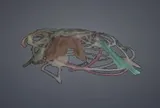 Fish Scrap
