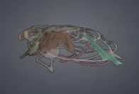 Fish Scrap