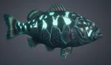 Adult Drainwater Bass