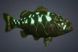 Calypso Smallmouth