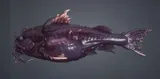Juvenile Spikefin Catfish