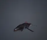 Calypsocod