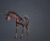 Equus