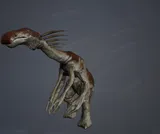 Falxangius