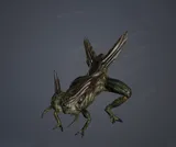 Gokibusagi