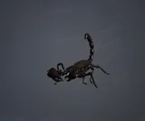Rextelum
