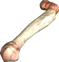 Allophyl Thighbone