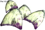 Angel Scales