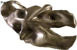 Araneatrox Skull