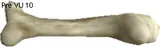 Argonaut Bone