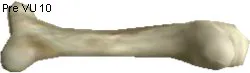 Argonaut Bone