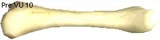 Atrax Bone
