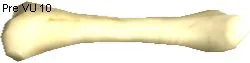 Atrax Bone
