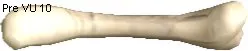 Atrox Bone