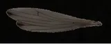 Big Bird Wing