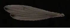 Big Bird Wing