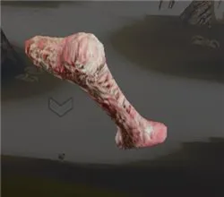Calamusoid Bone