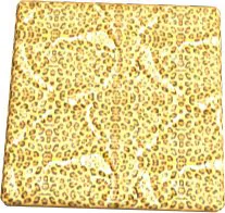 Cheetah Texture