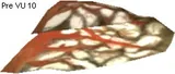 Cornundacauda Sail