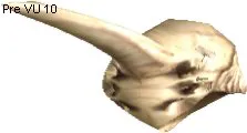 Cornundacauda Skull