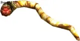 Cornundacauda Tentacle