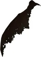 Drake Wing