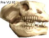 Faucervix Skull