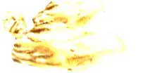 Flesh