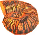 Fossil Ammonite
