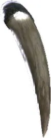Fossil Tooth