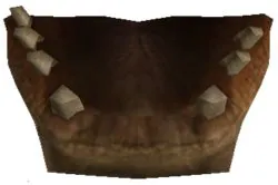 Hadraada Mandible