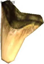 Hogglo Tooth