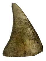 Huon Tail Spike