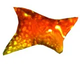 Jori Pectoral Fin