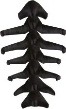Korwil Spine