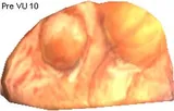 Letomie Fossil Eyelense