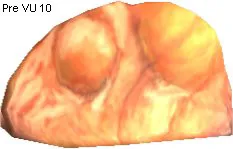 Letomie Fossil Eyelense