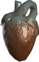 Magurg Male Heart