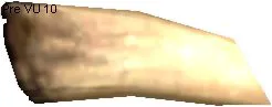 Molisk Claw
