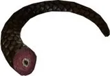 Morrison Tail