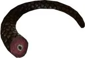 Morrison Tail