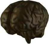 Otorugi Brain