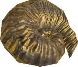 Part Of Fossil Ammonite