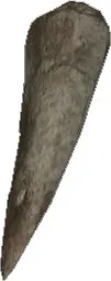 Part Of Fossil Tooth