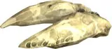 Primordial Longu Claw