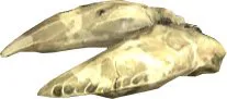 Primordial Longu Claw
