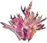 Purple Crystal