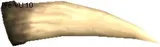 Shinkiba Tusk