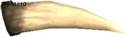 Shinkiba Tusk