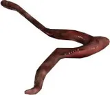 Shoggoth Tentacle